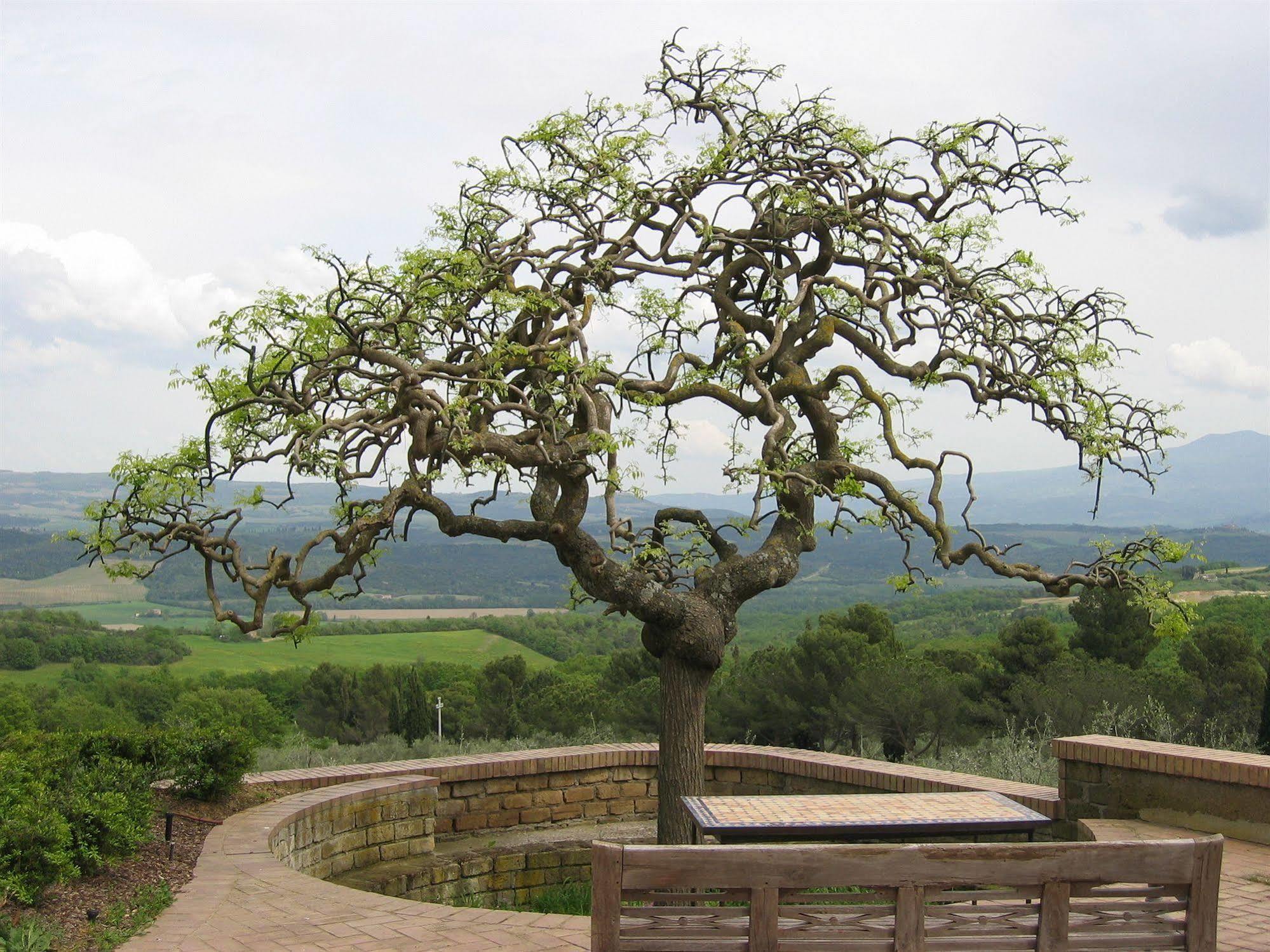 Fattoria Nuova Pievanella Monte Antico Ngoại thất bức ảnh